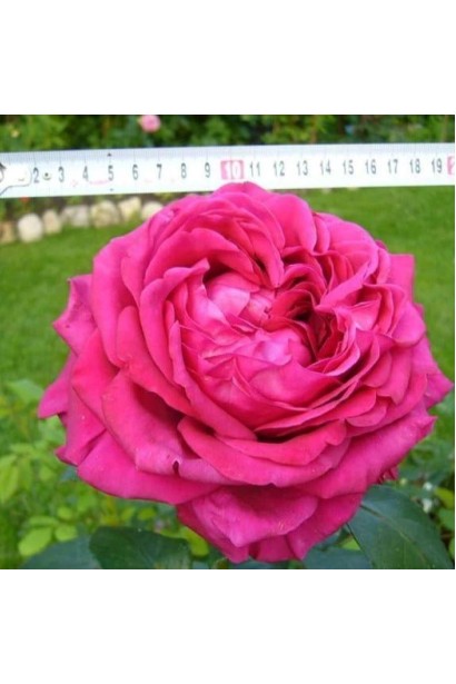 Rosa La Rose des 4 Vents 